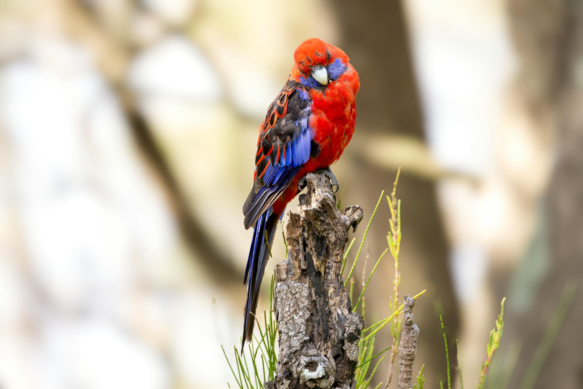 Karmazynowa rozella na pniu drzewa w Culburra Beach w Australii