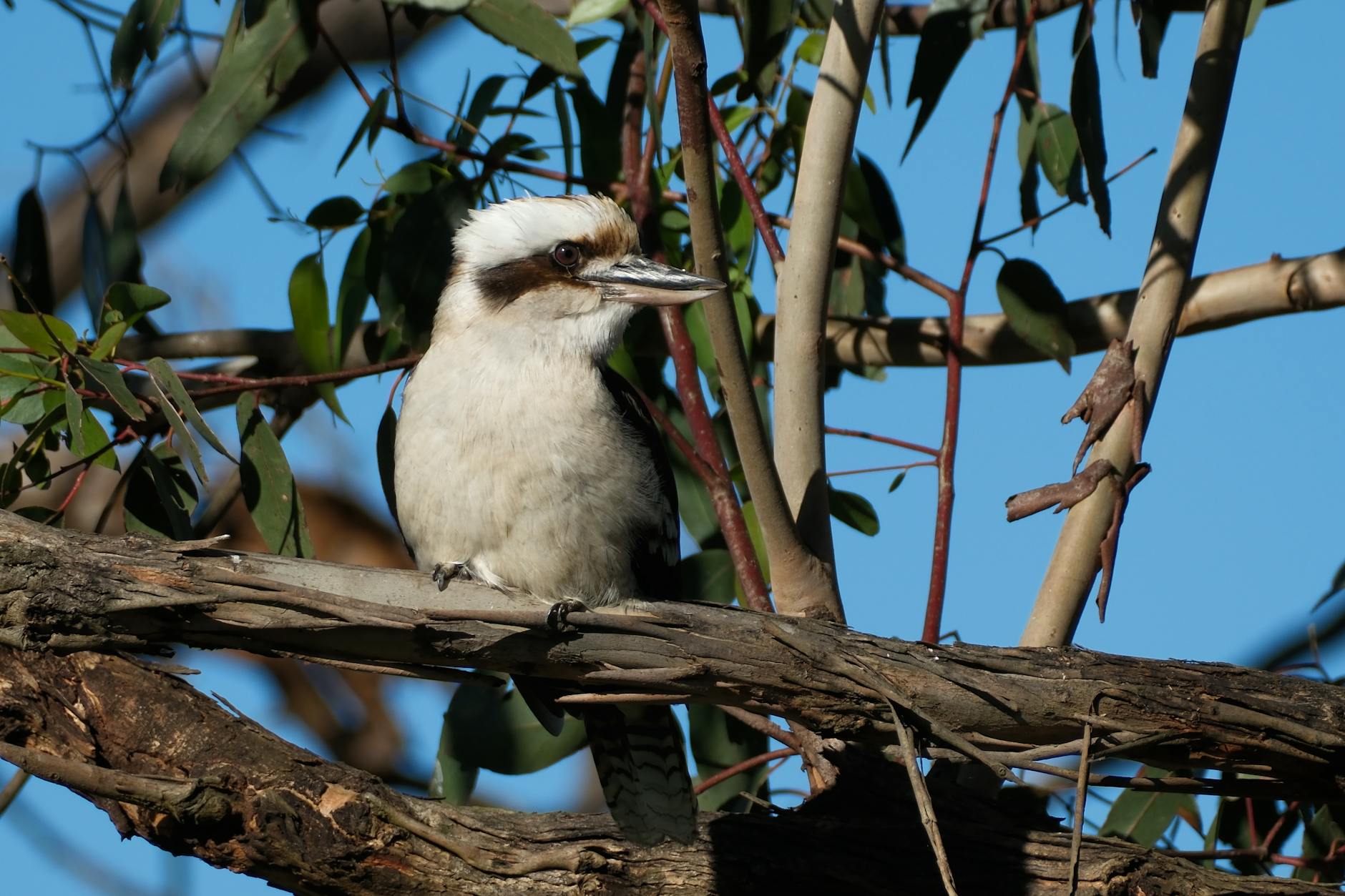 Kukabura na gałęzi eukaliptusa na tle błękitnego nieba w Australii