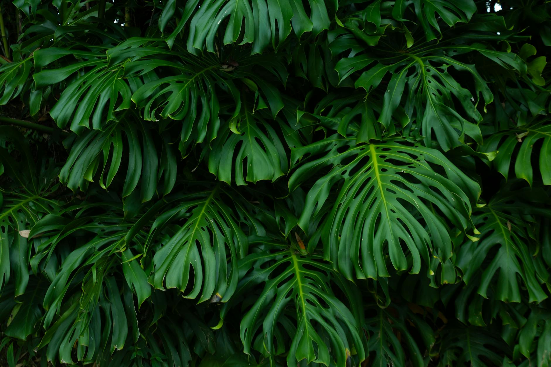Liście monstery tworzące gęstą, zieloną ścianę roślin w Kolumbii