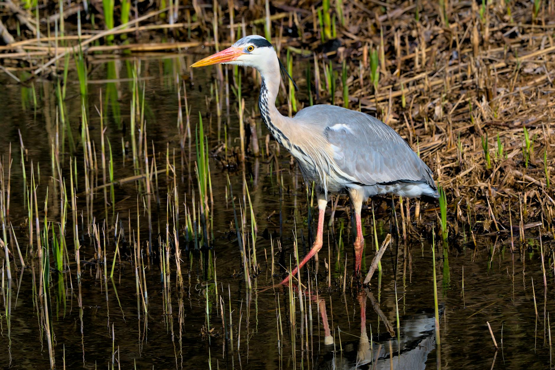 Siwy czapla brodząca w mokradłach nad Nilem