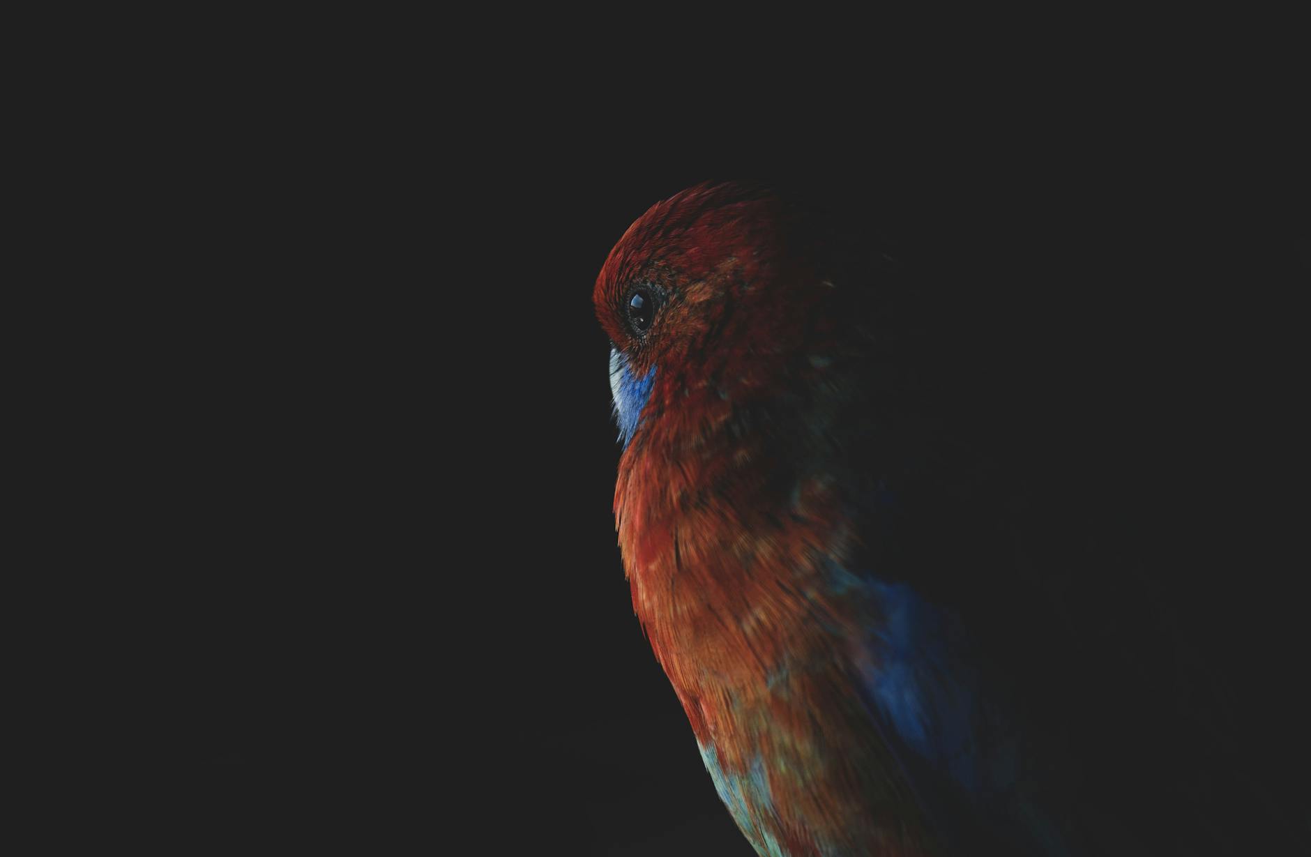 Zbliżenie barwnej papugi rozelli na ciemnym tle