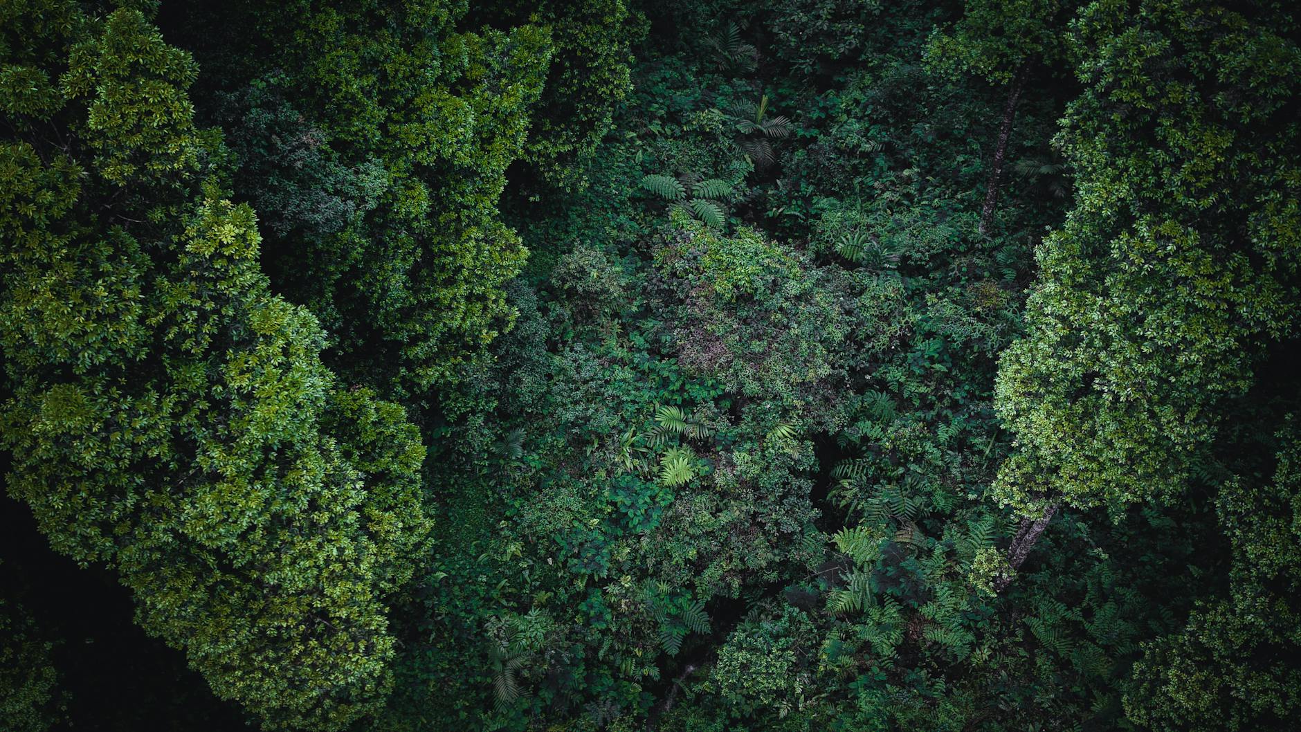 Lotniczy widok gęstej, zielonej dżungli w Azji Południowo-Wschodniej