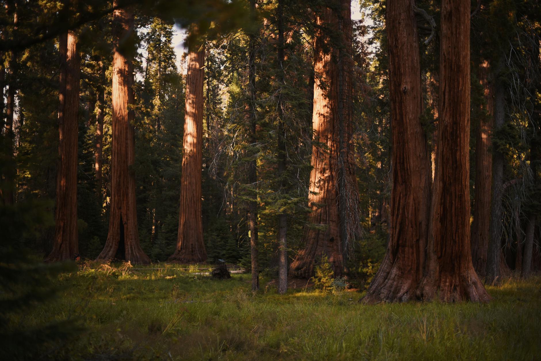 Wysokie drzewa w gęstym lesie przypominającym parki narodowe Peru