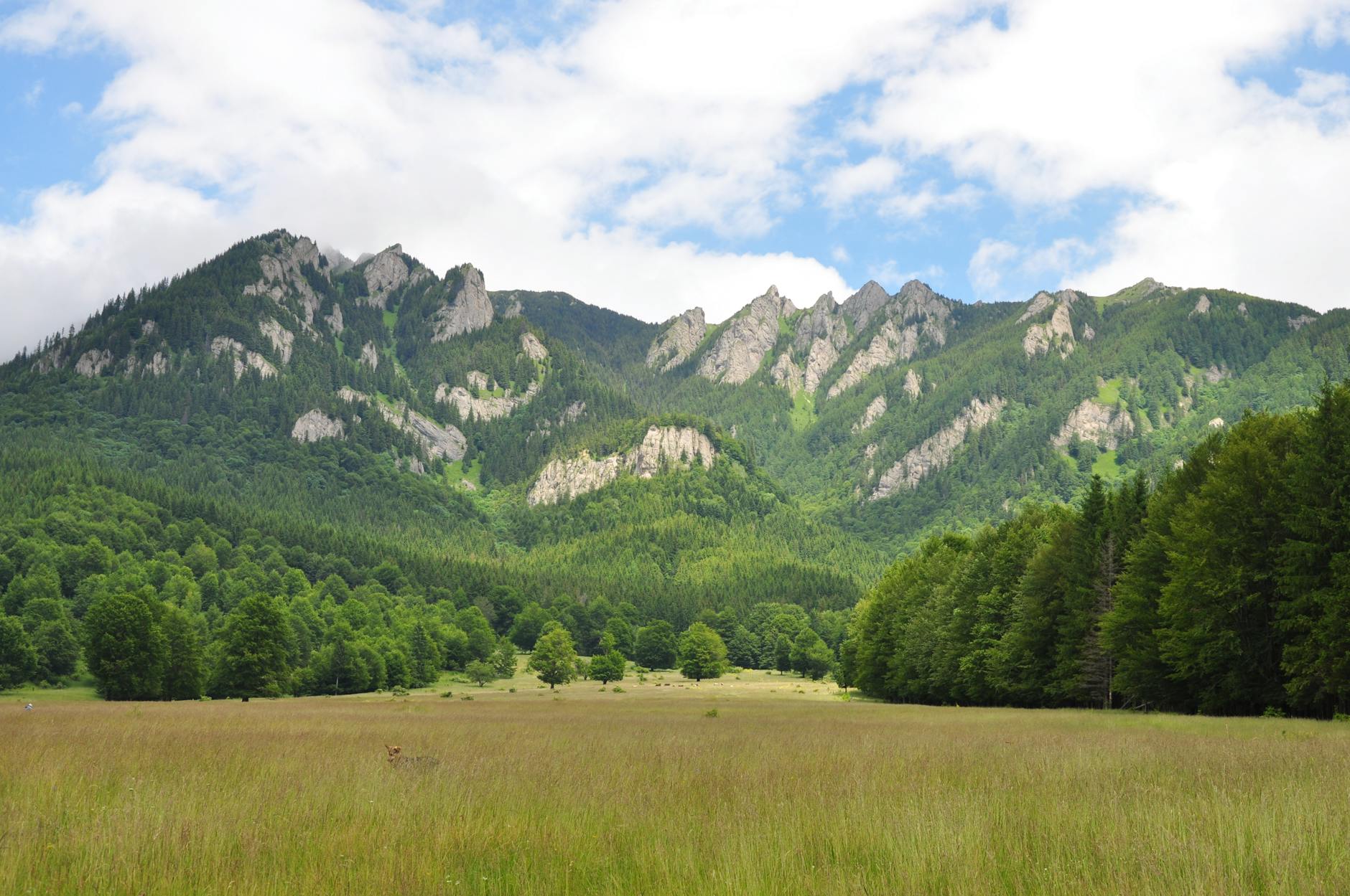 Zielone zbocza Karpat pod niebieskim niebem latem
