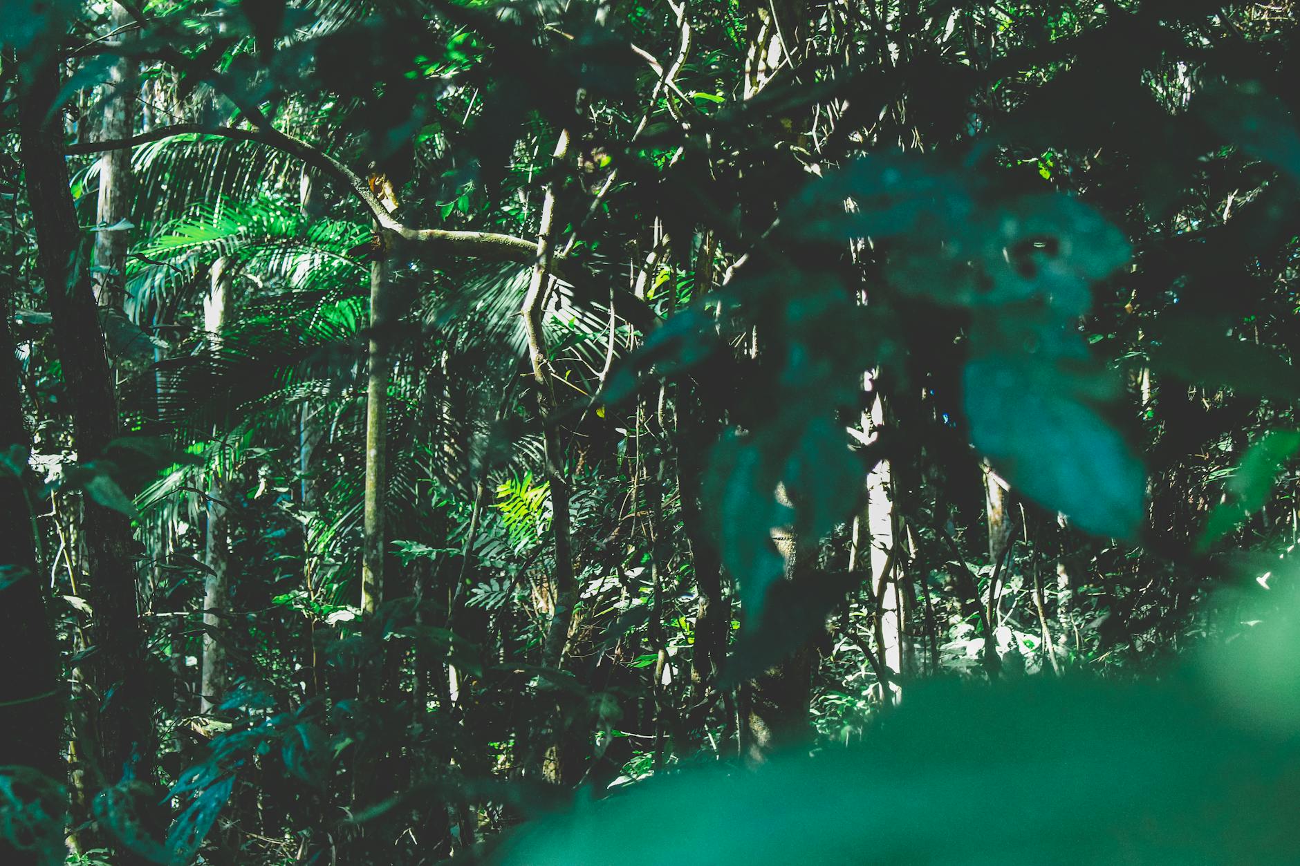 Gęsty, zielony las deszczowy w Foz do Iguaçu w Brazylii