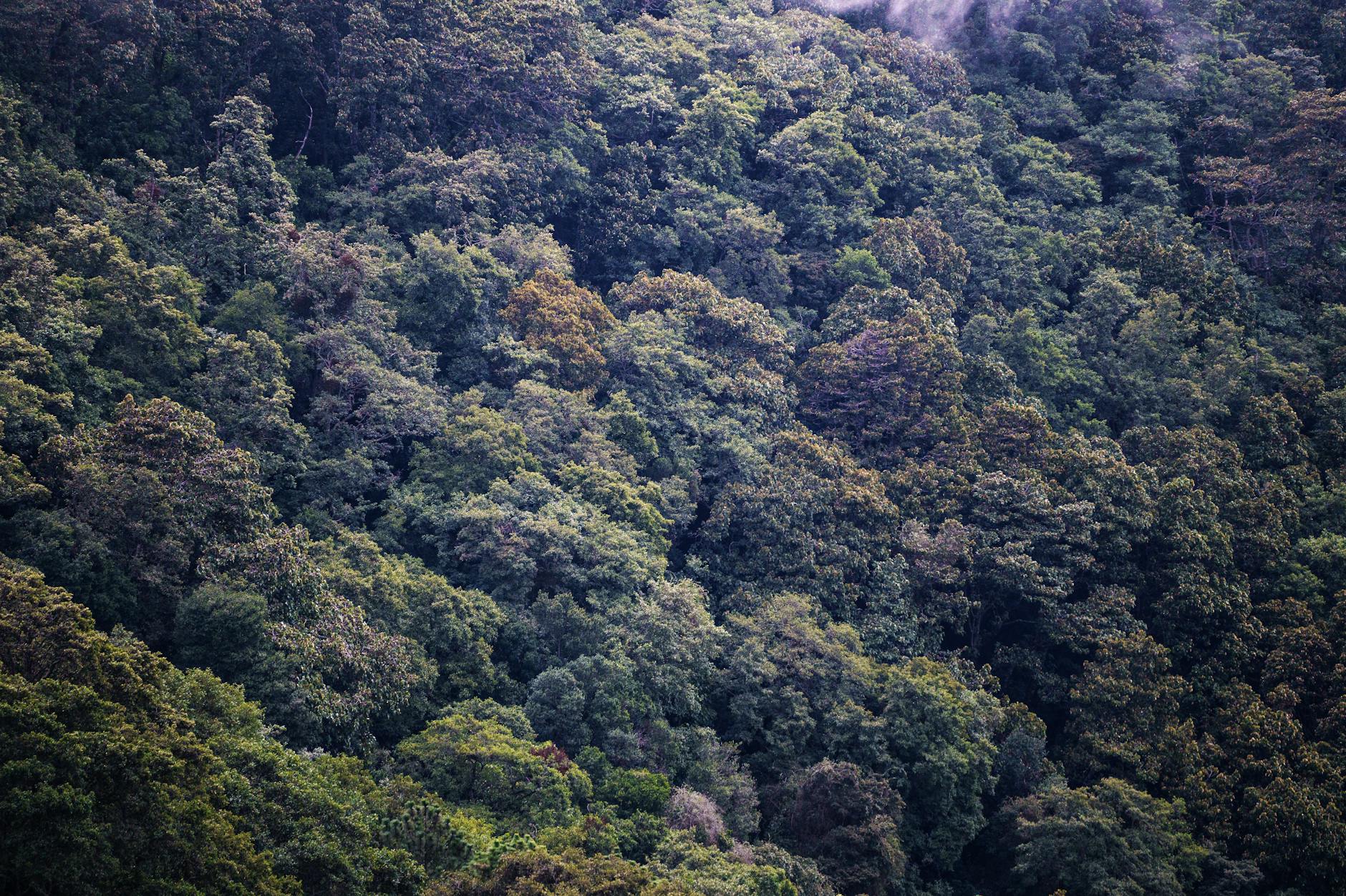 Mgliste zielone korony drzew w gęstej gwatemalskiej dżungli
