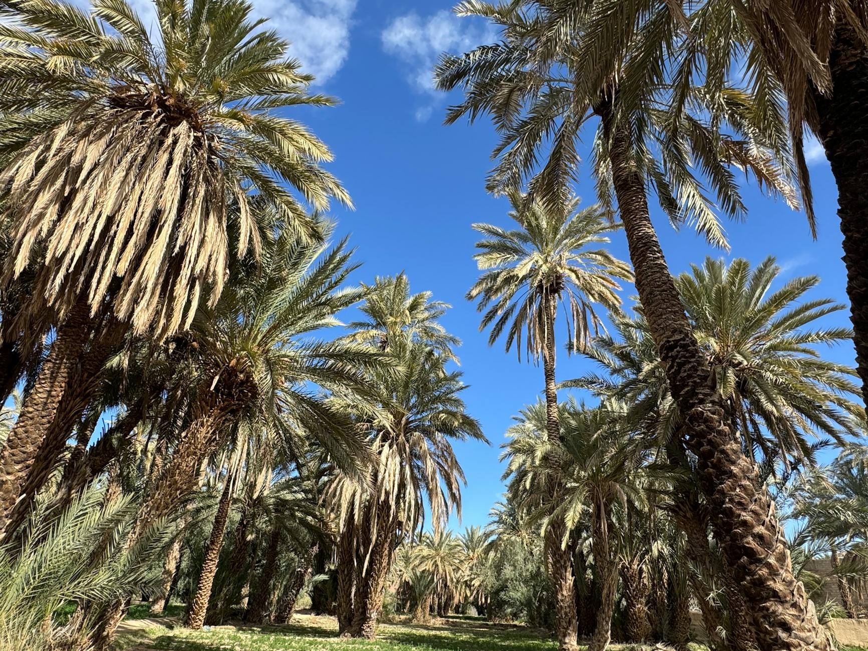 Wysokie palmy daktylowe na tle błękitnego nieba w marokańskiej oazie