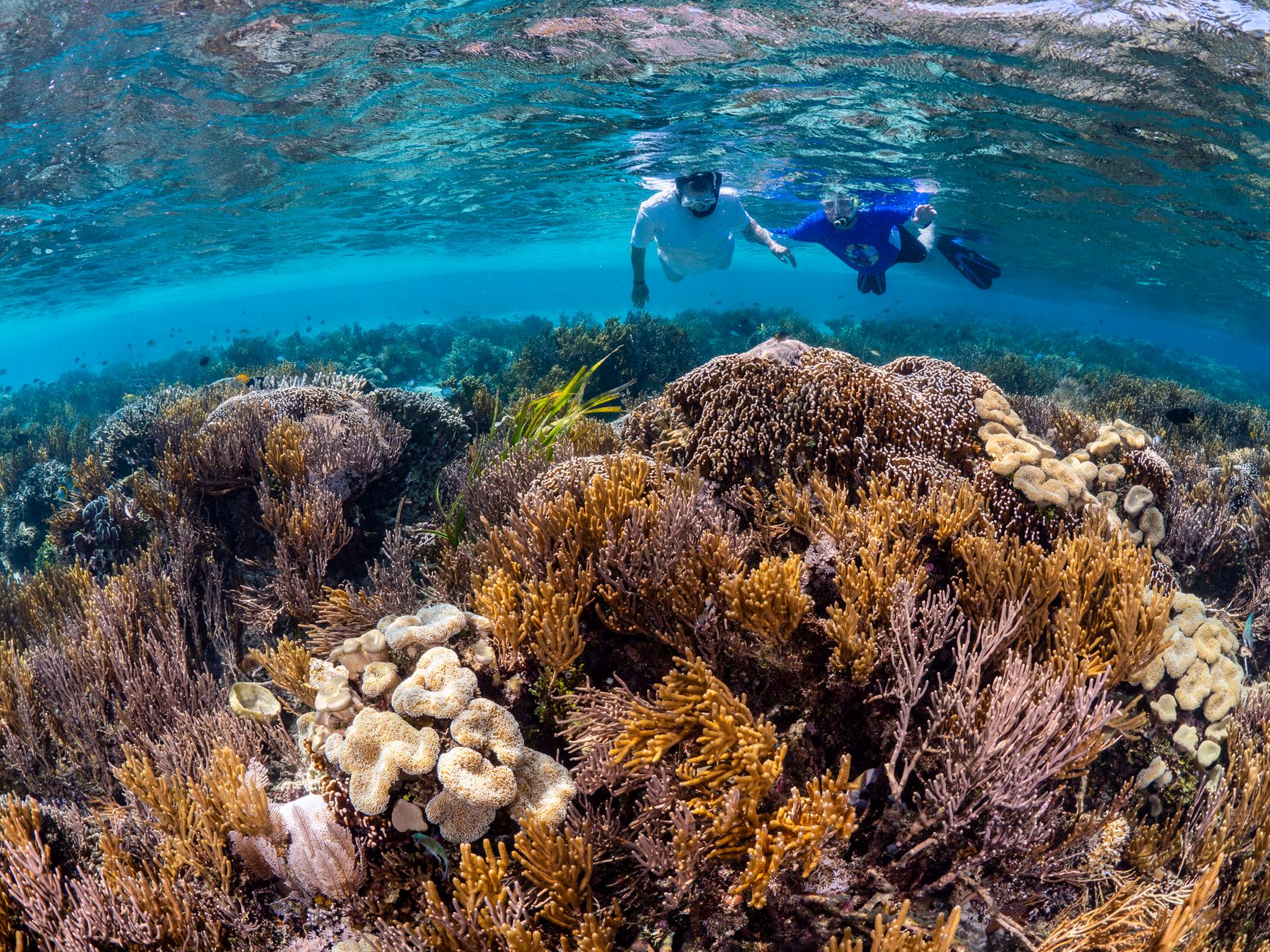 Dwóch snorkelerów nad kolorową rafą koralową w Morzu Czerwonym